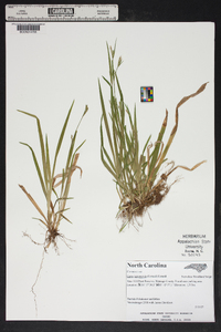 Carex leptonervia image