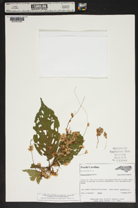 Cuscuta rostrata image