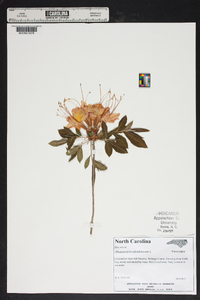 Rhododendron calendulaceum image