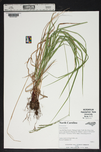 Carex laxiculmis image