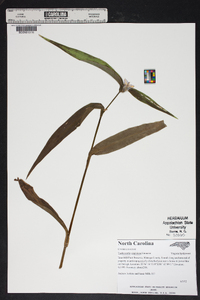 Tradescantia virginiana image