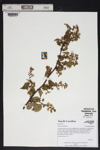 Rubus canadensis image