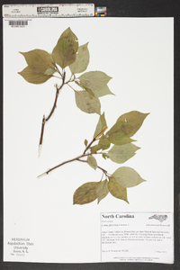 Cornus alternifolia image