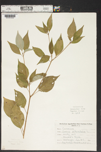 Cornus alternifolia image