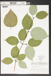 Cornus rugosa image