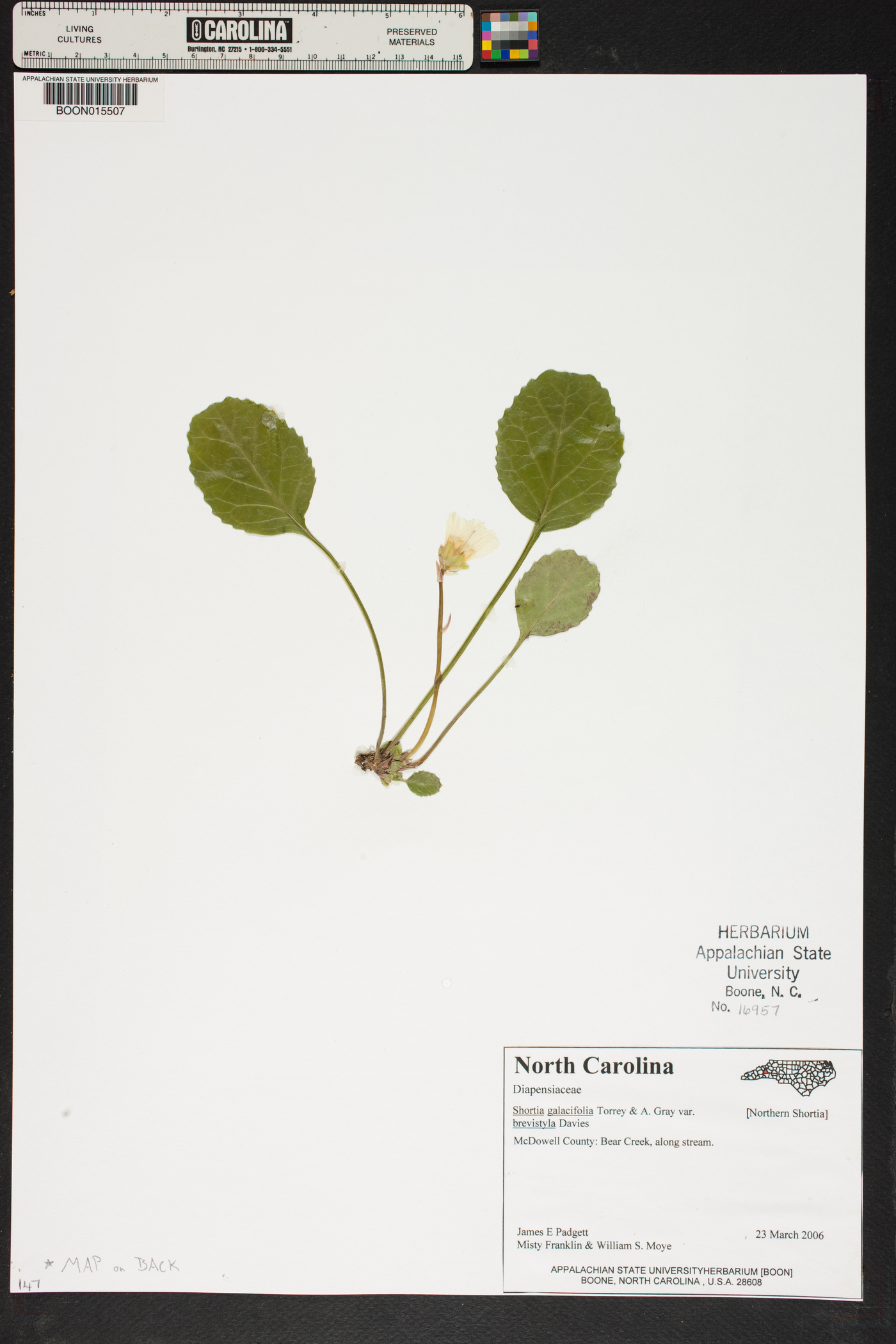 Shortia galacifolia var. brevistyla image