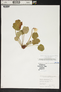 Shortia galacifolia image