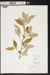 Elaeagnus umbellata image