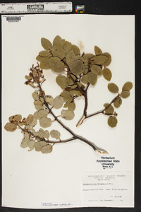 Arctostaphylos mariposa image