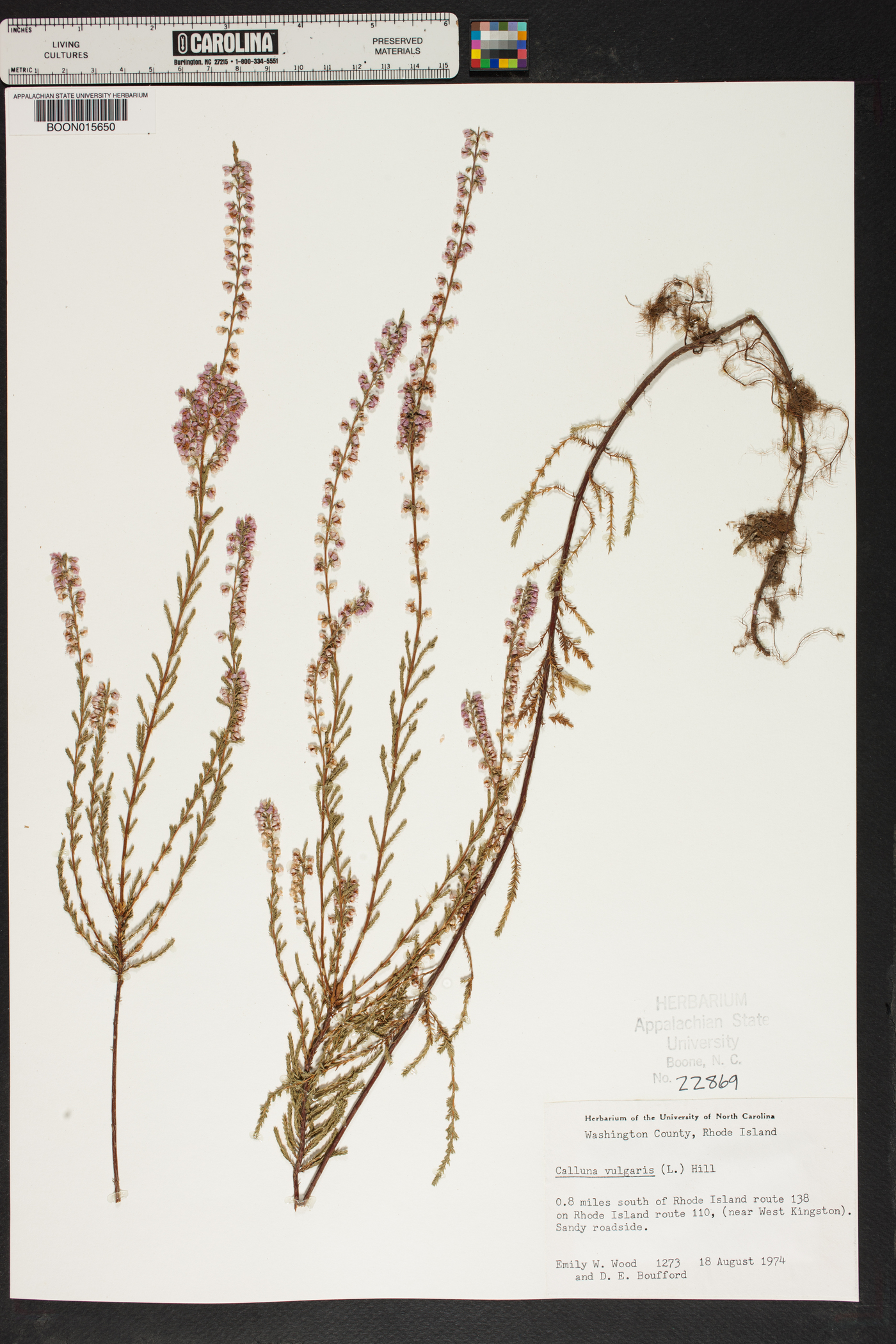 Calluna vulgaris image