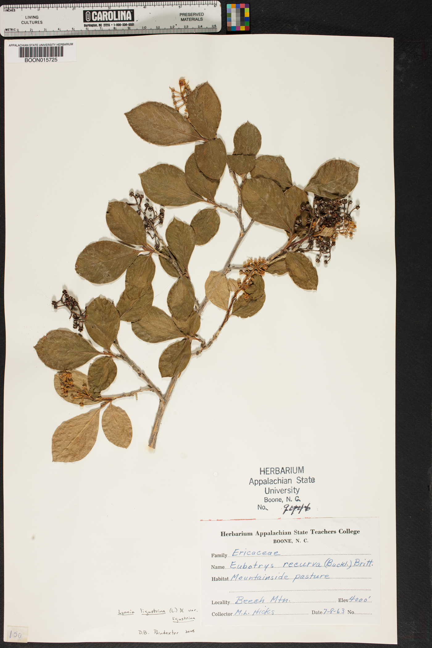 Eubotrys recurva image