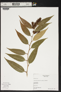 Leucothoe fontanesiana image