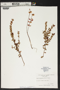 Lyonia ferruginea image