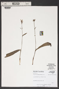 Platanthera clavellata image