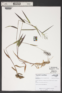 Dichanthelium laxiflorum image