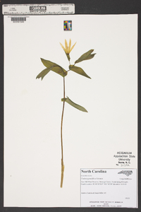 Uvularia grandiflora image