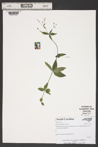 Galium latifolium image