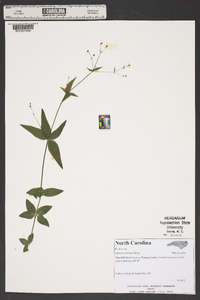 Galium latifolium image