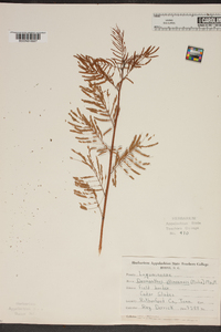 Desmanthus illinoensis image