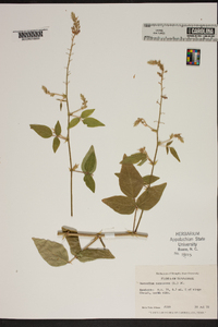 Desmodium canescens image