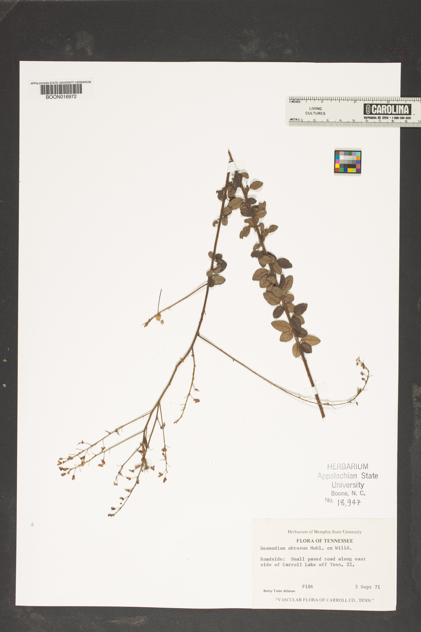 Desmodium obtusum image