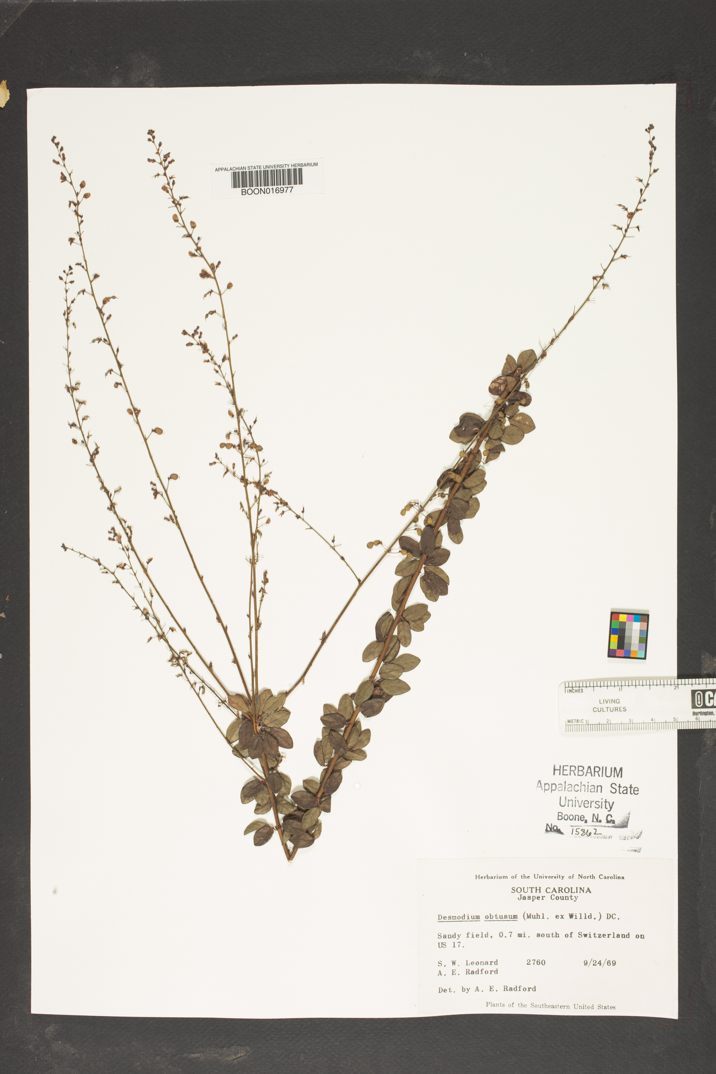 Desmodium obtusum image