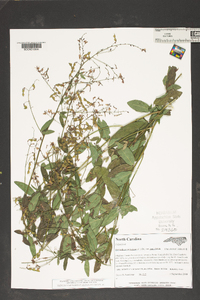 Desmodium paniculatum var. paniculatum image