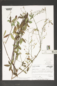 Desmodium paniculatum var. paniculatum image