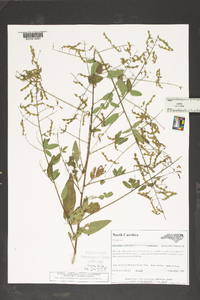 Desmodium paniculatum var. paniculatum image