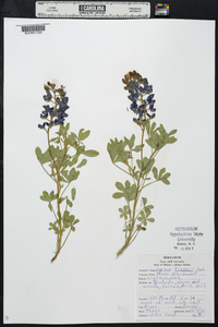 Lupinus texensis image