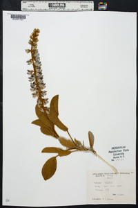 Lupinus villosus image