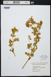 Ononis rotundifolia image