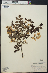 Robinia fertilis image