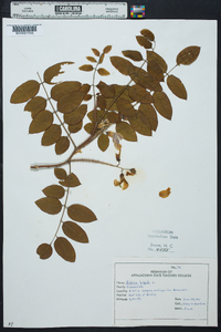 Robinia hispida image