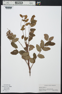 Robinia hispida image