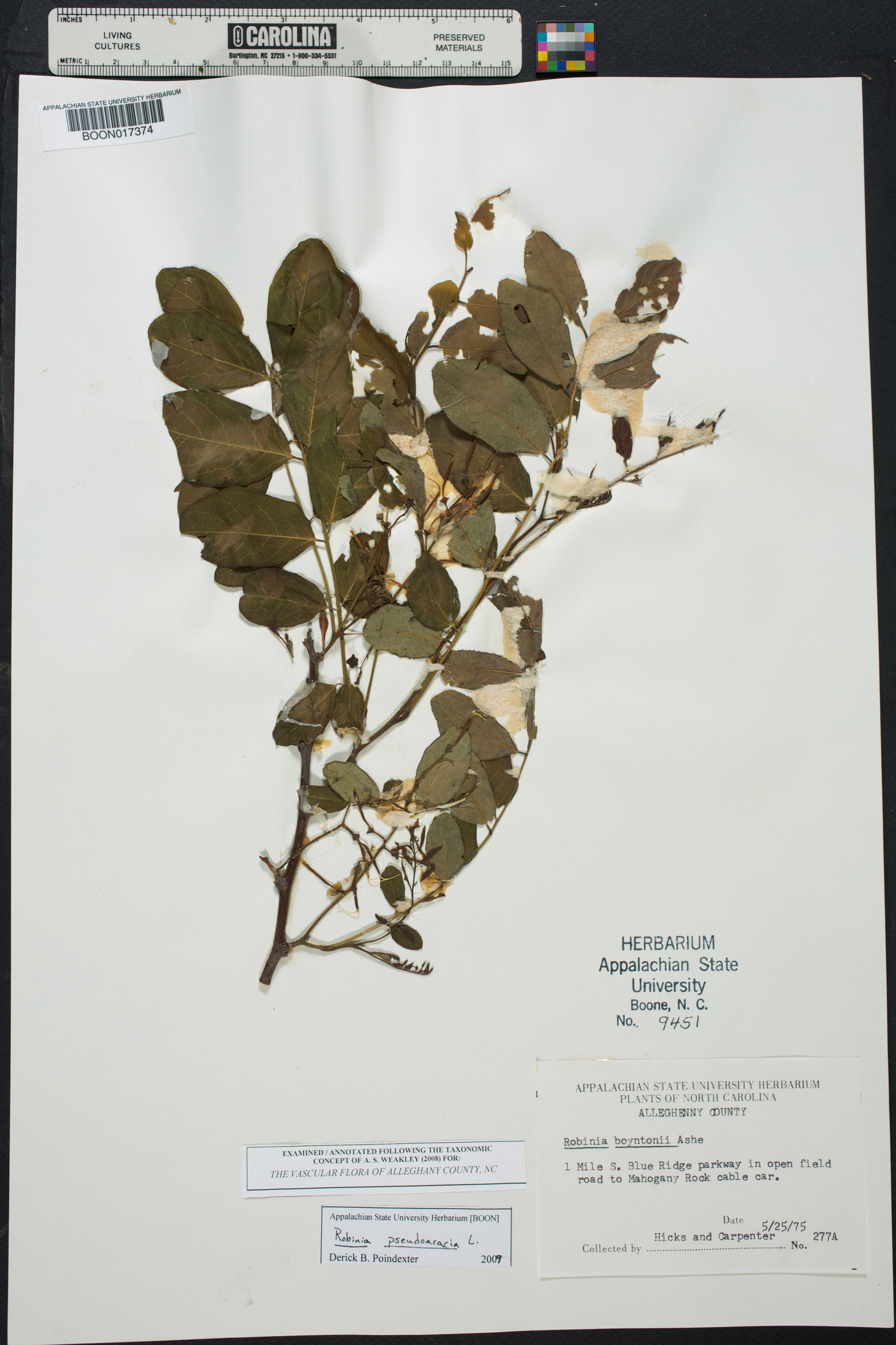Robinia boyntonii image