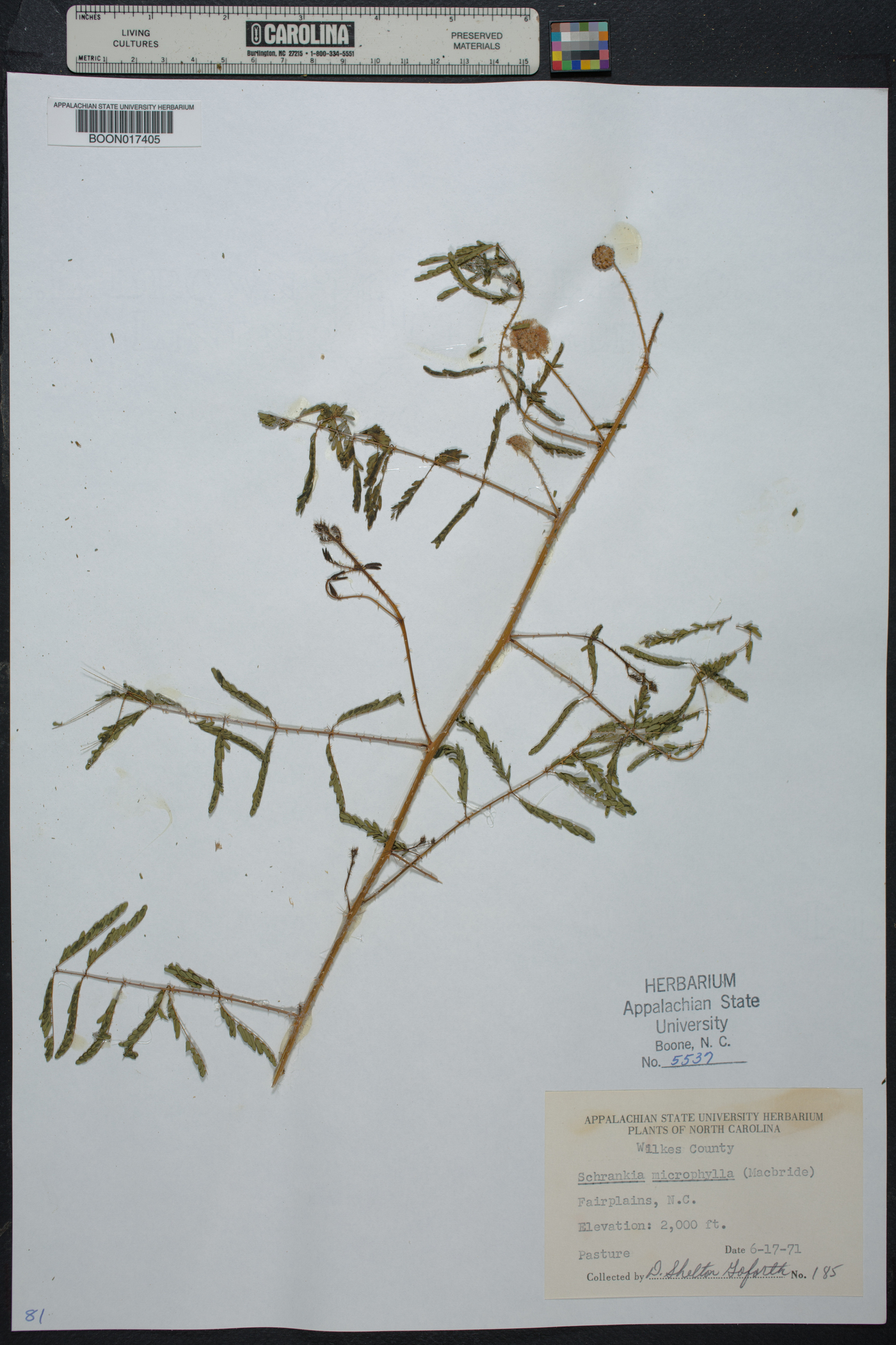 Mimosa microphylla image