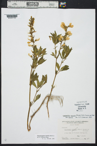 Thermopsis mollis image