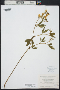 Thermopsis mollis image