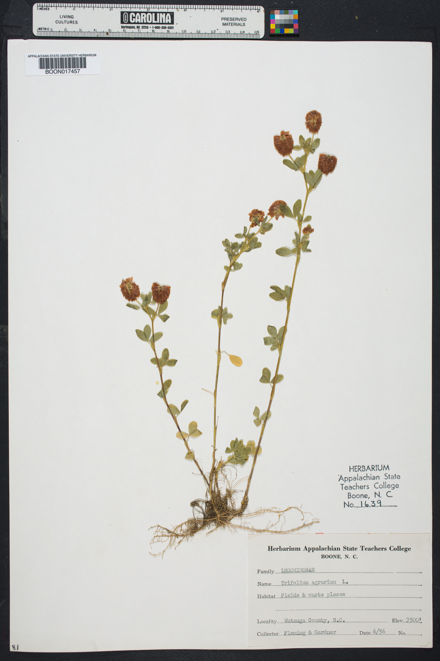 Trifolium argutum image