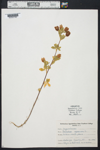 Trifolium argutum image