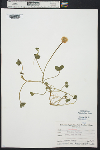 Trifolium hybridum image