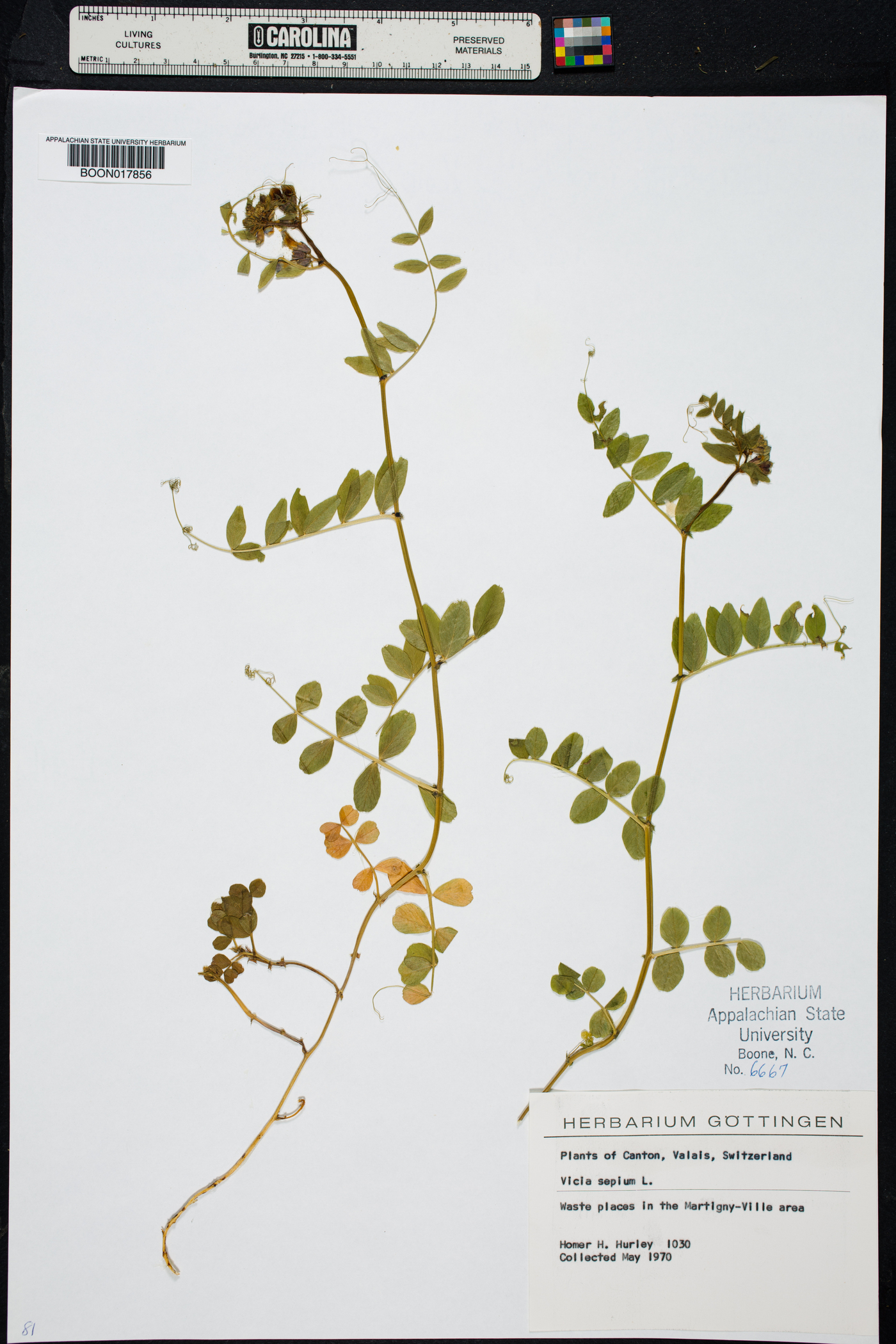 Vicia sepium image