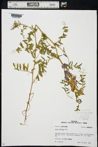 Vicia villosa subsp. varia image