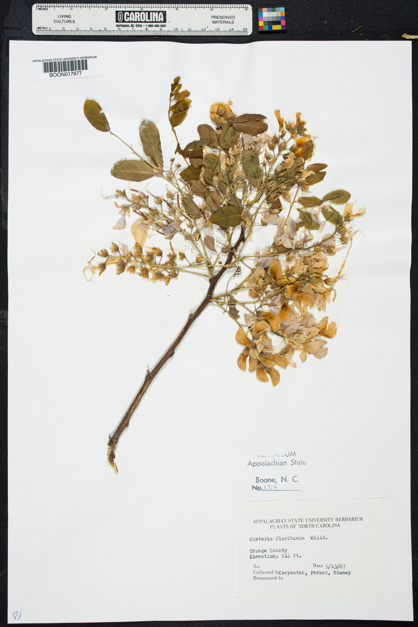 Wisteria floribunda image