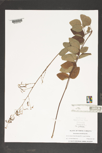 Desmodium rotundifolium image