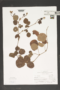 Desmodium rotundifolium image