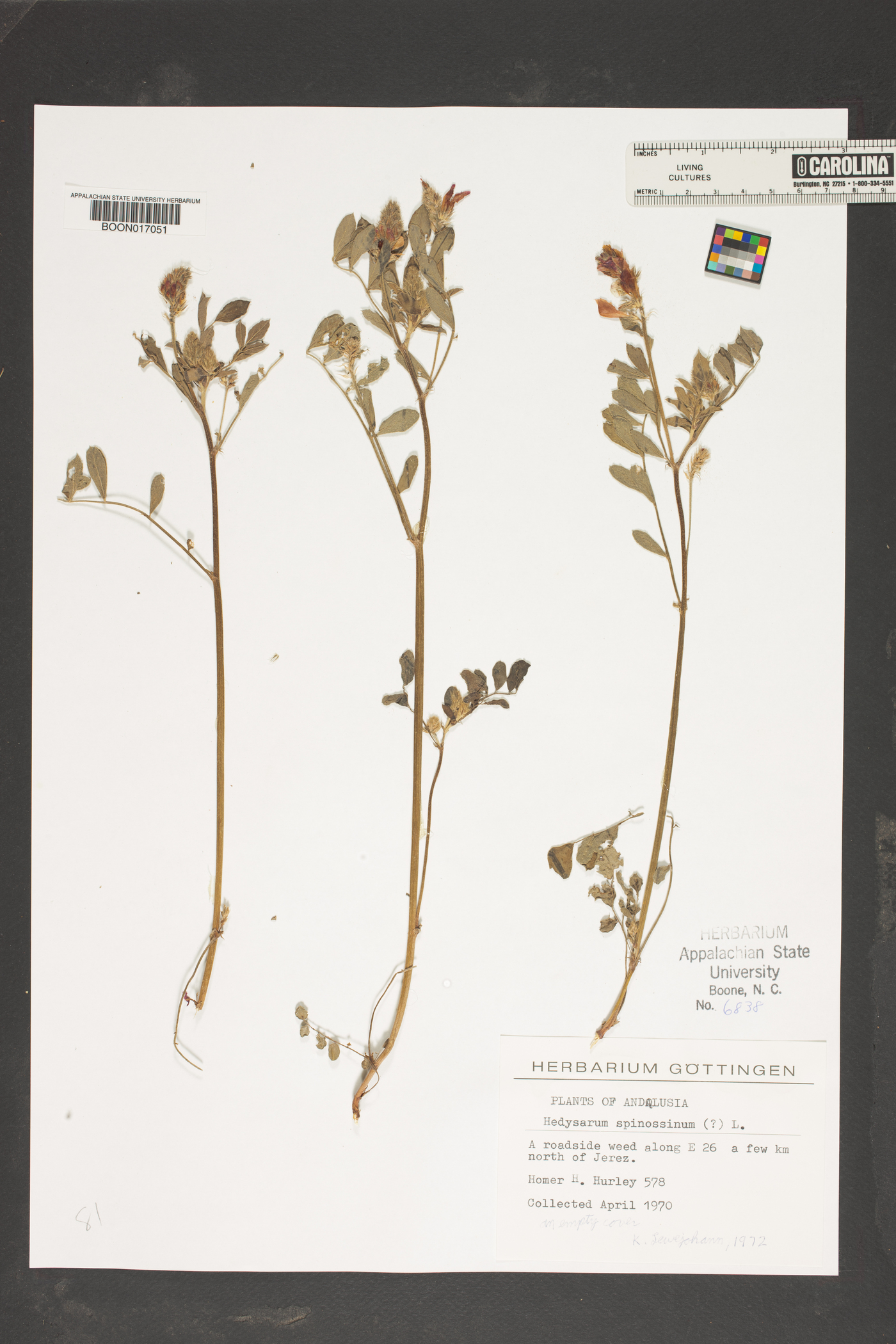 Hedysarum spinosissimum image