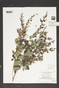 Lespedeza bicolor image