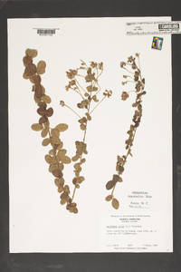 Lespedeza hirta image